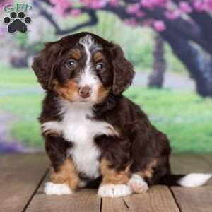 kaite, Mini Bernedoodle Puppy